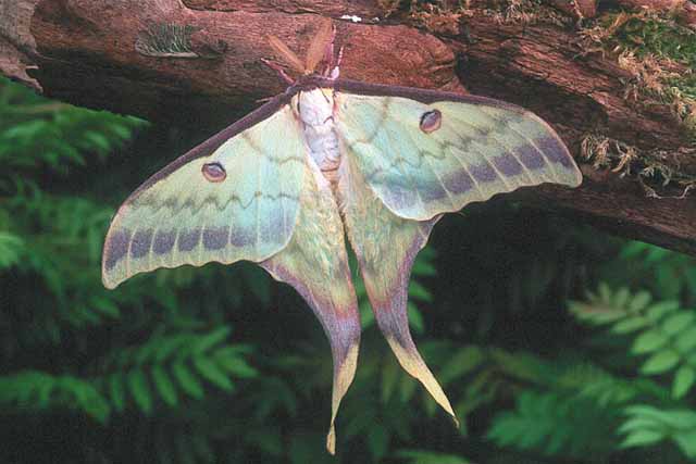 Actias sinensis male (aberration) (Internet Image property of respective owner, non-commercial use only)